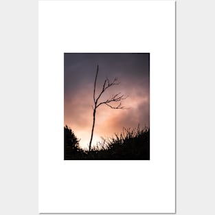 Silhouette Branches Posters and Art